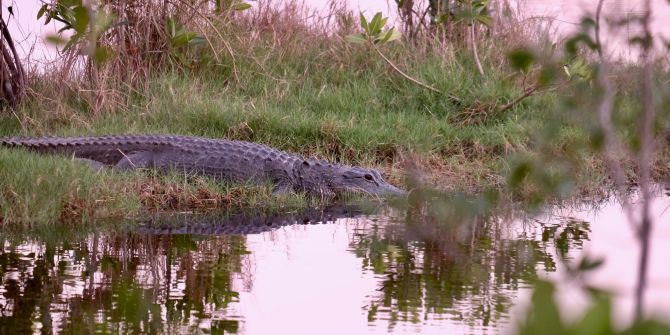 Alligator Alcatraz Donald Trump