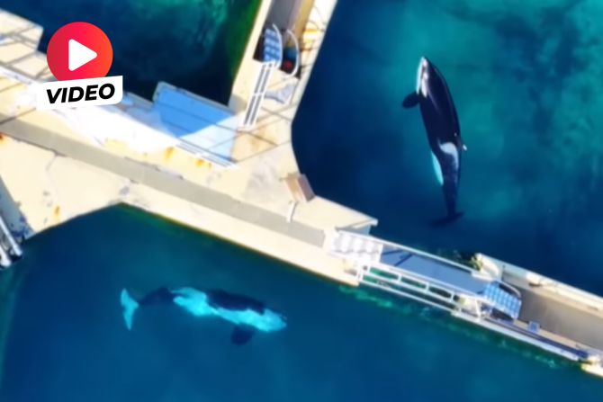 Orcas