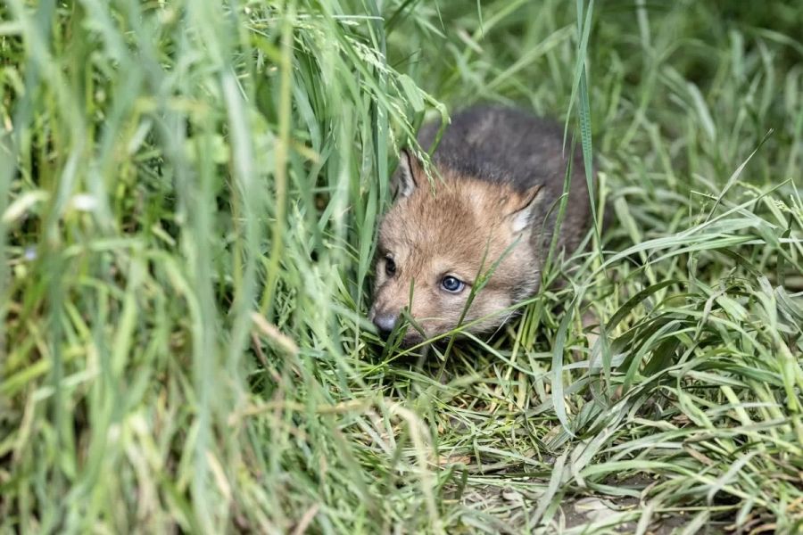 Ob das Wölfchen wohl Verstecken spielt? Das Jungtier und sein Geschwisterchen erkundigen seit Neuem auch ihre nähere Umgebung.