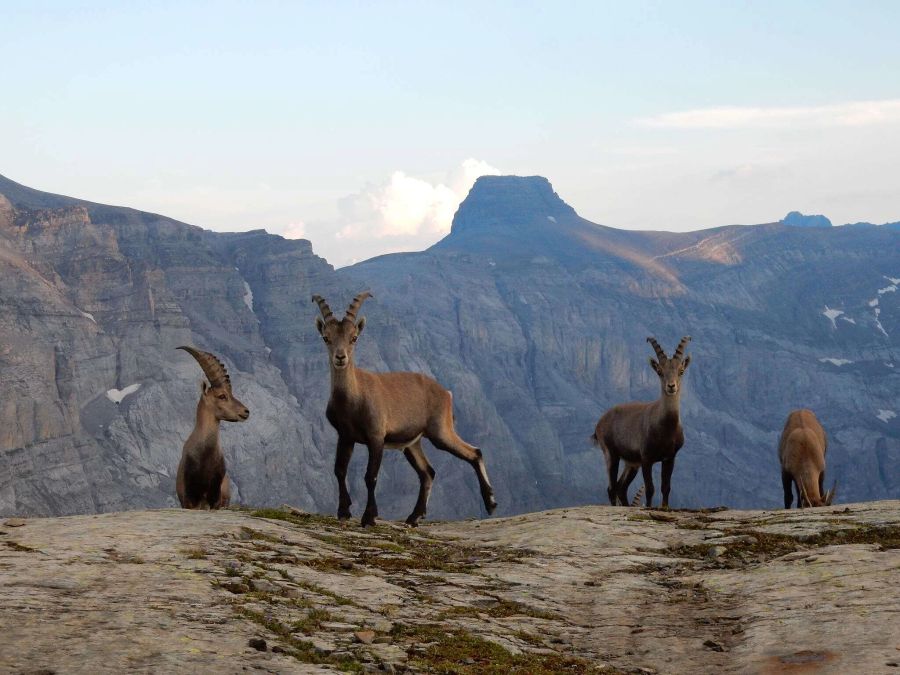 Auch auf die Natur im Glarnerland wirken sich die Wildcamper negativ aus: Die Steinbockkolonie hat sich aus der Region zurückgezogen.