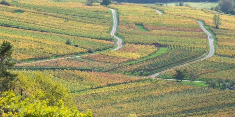 Weingärten in baden-württembergischem Hessigheim