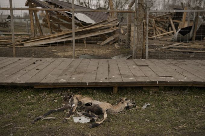 Tiere Ukraine Krieg