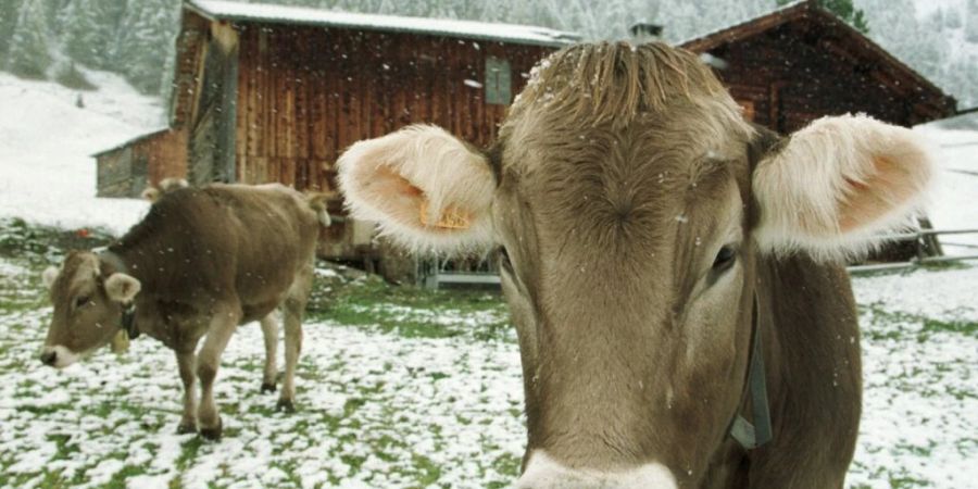 Die Landwirte hätten ihren Nutztierbestand in den vergangenen Jahrzehnten bereits stark reduziert, kontert der Bauernverband Forderungen von Seiten der Eidgenössischen Ethikkommission, die Massnahmen gegen die Klimaerwärmung empfiehlt. (Archivbild)