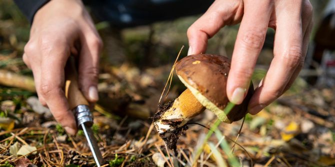 Wald Boden Messer Hände Pilz sammeln