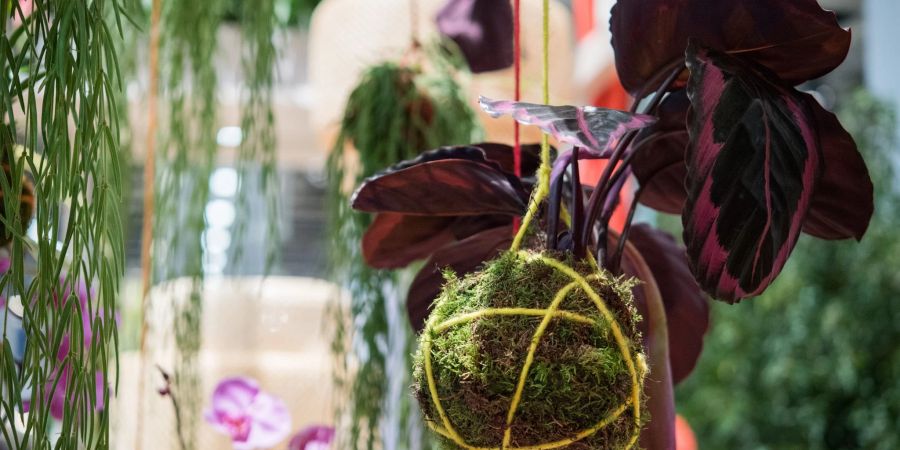 Beliebt: Hängende Zimmerpflanzen im Kokedama - der Mooskugel.