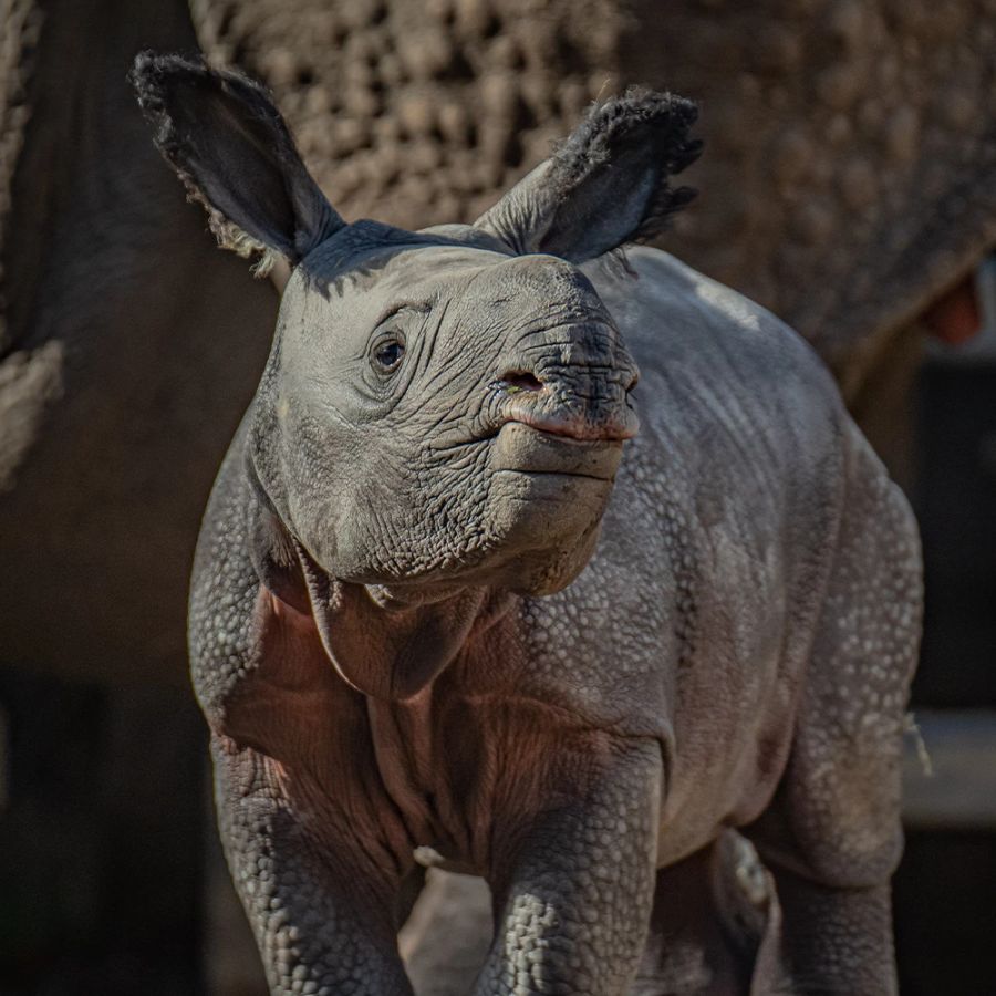 Das Grosse Einhornnashorn ist vom Aussterben bedroht.