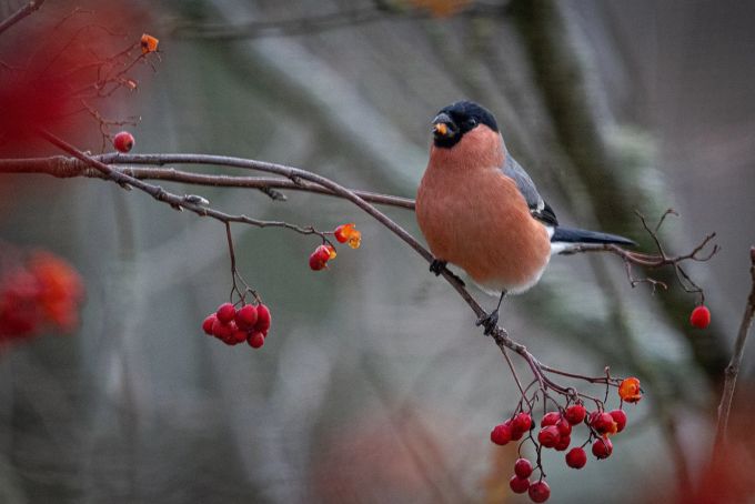 Auch der rothaarige Gimpel ist ein Beerenfan. Vogel Vogelbeere rothaariger Gimpel