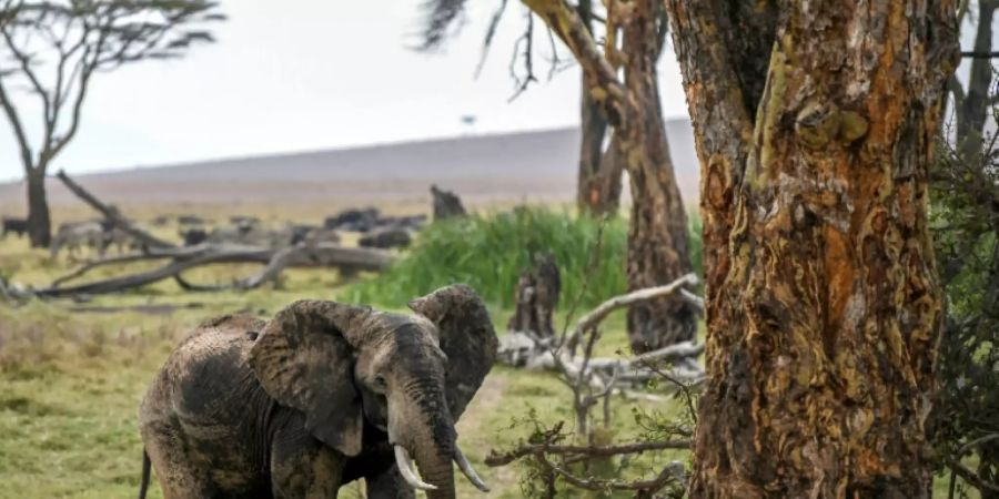 Elefant in freier Wildbahn