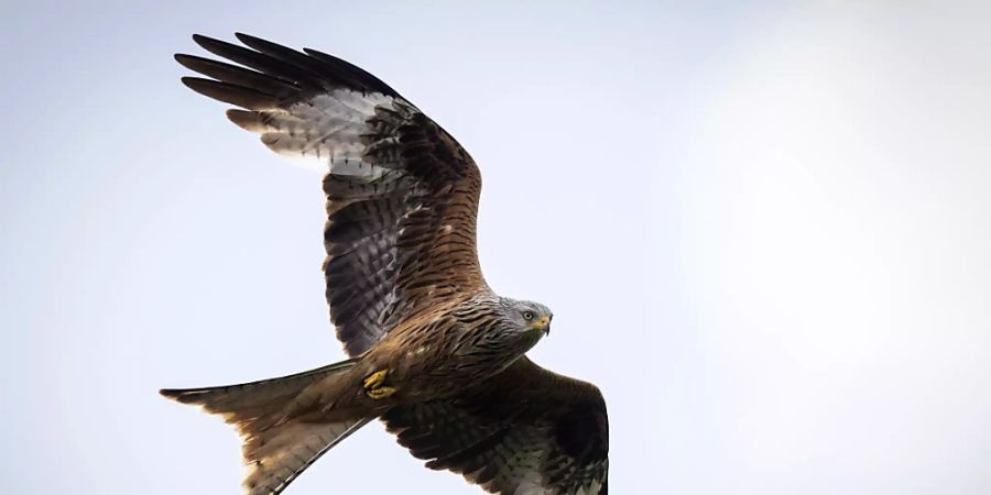 Ein Rotmilan hält Ausschau nach Beute. Der Greifvogel ist sehr anpassungsfähig und fühlt sich in der Schweiz offenbar wohl, sein Bestand hat zugenommen. (Archivbild)