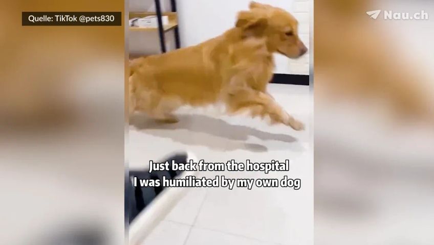 tiktokdog