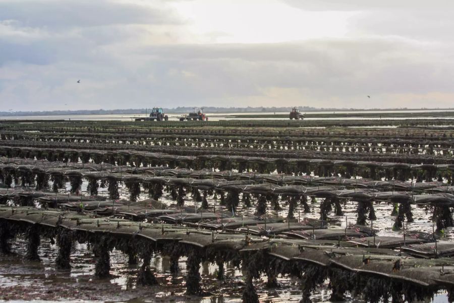 Muschelbänke Zucht Meer Ebbe