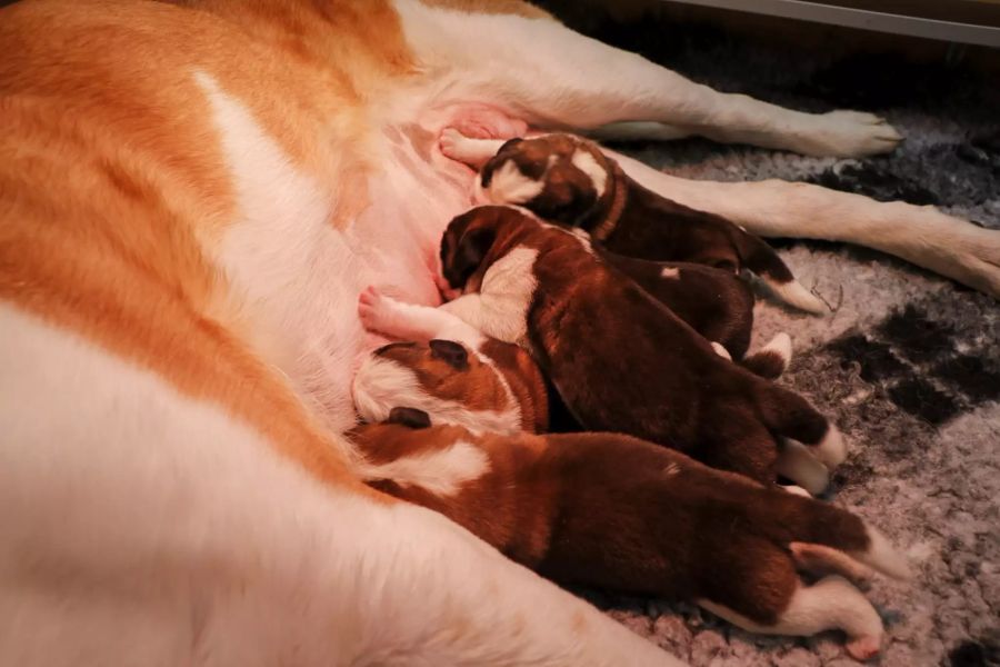 Noch sind die kleinen Hunde namenlos.