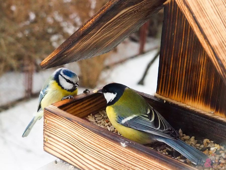 Meisen fressen Vogelfutter in Vogelhäuschen im Winter