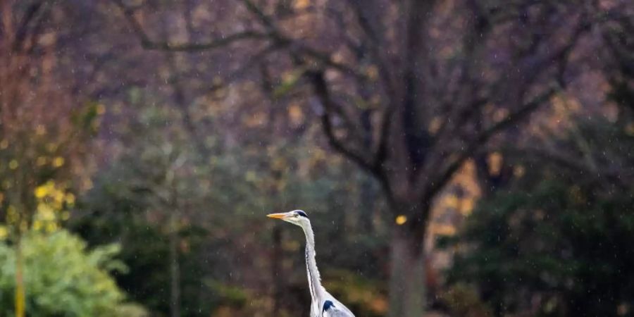 Ein Graureiher im Regen. Foto: Moritz Frankenberg/dpa