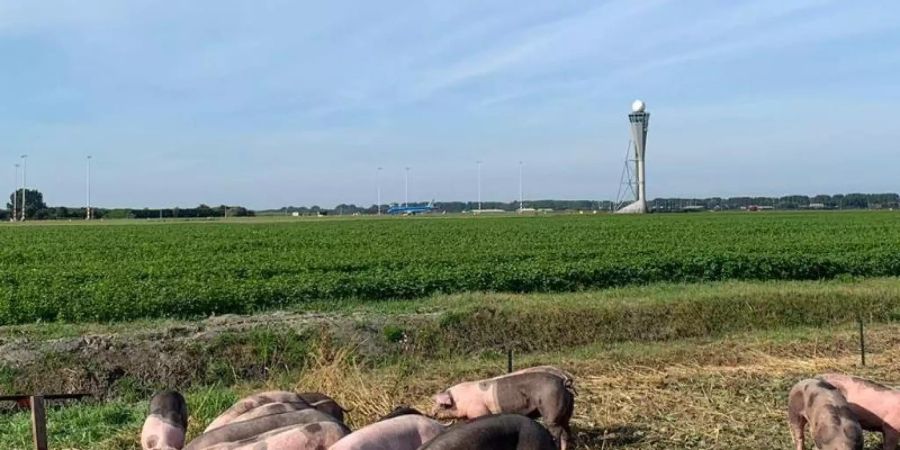 Schweine grasen am Flughafen Schiphol. Sie sollen hier Vögel von den Start- und Landebahnen fernhalten und dadurch helfen, Kollisionen mit Flugzeugen zu verhindern. Foto: Amsterdam Airport Schiphol/dpa