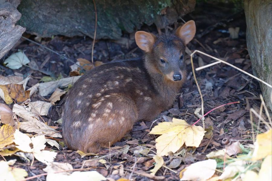 Der junge Hirsch wird nur halb so gross wie ein gewöhnliches Reh.