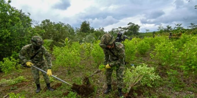 Soldaten in Kolumbien entwurzeln Koka-Pflanzen Soldaten in Kolumbien entwurzeln Koka-Pflanzen