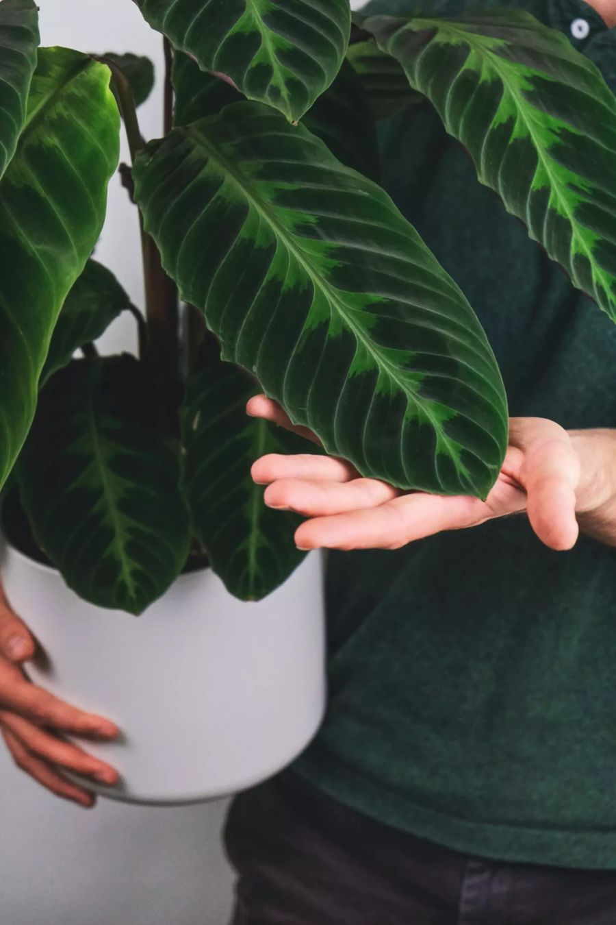 Hand zeigt Calathea-Blatt