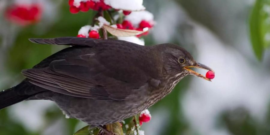 Unter der Silvester-Böllerei leiden viele Wildtiere. Tagaktive Vögel werden etwa von ihren Schlafplätzen aufgeschreckt und meiden noch Tage später ihre angestammten Futterplätze. Foto: Ronald Wittek/dpa/dpa-tmn