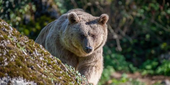 Neugierig beschnüffelte Maya jeden Winkel und schaute sich um. tierpark