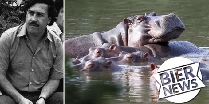 Sie vermehren sich - Werden Drogenboss Escobar's Nilpferde getötet?