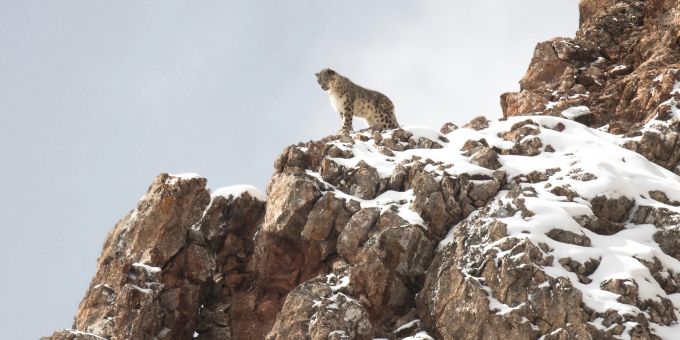 «La Panthère des Neiges» feierte an den Filmfestspielen in Cannes 2021 seine Premiere. Kino