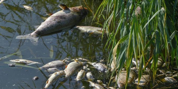 In der Oder sterben massenhaft Fische. Deutschland