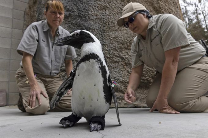 Brillenpinguin Lucas bekommt orthopädische Schuhe. Pinguin Lucas