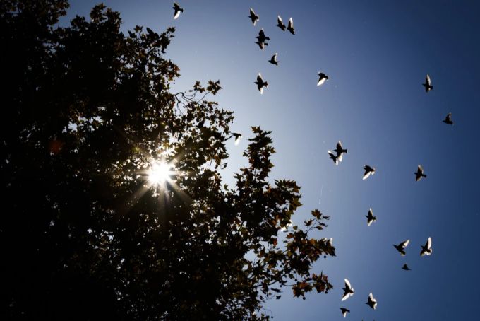 Zugvögel brachten das West-Nil-Virus in die Schweiz. West-Nil-Virus