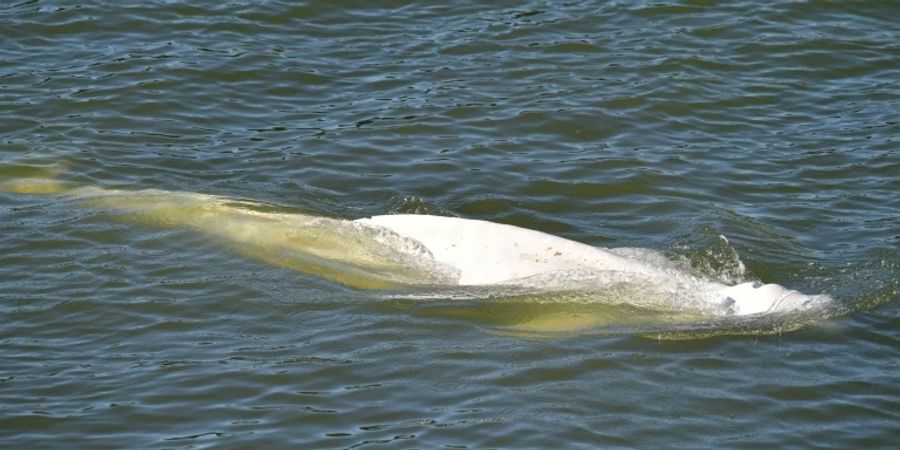 Rettungsaktion von Beluga Wal.