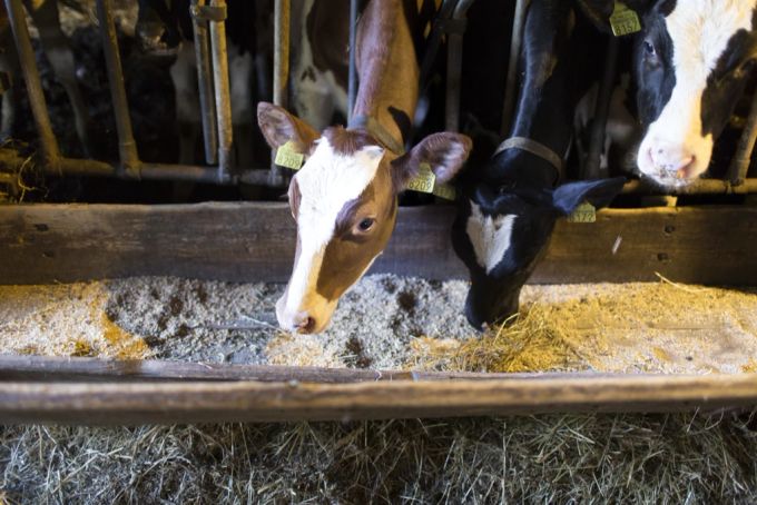 Milchkühe in Ballens VD werden gefüttert, Juni 2014. 60 Prozent des in der Schweiz benötigten Kraftfutters muss importiert werden. Kühe Massentierhaltungsinitiative