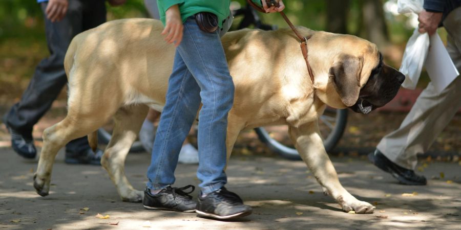 Sie dachten, das wäe ein Kalb? Wir haben es mit einem Mastiff zu tun. Männliche Hunde können eine Schulterhöhe bis knapp unter einem Meter erreichen.