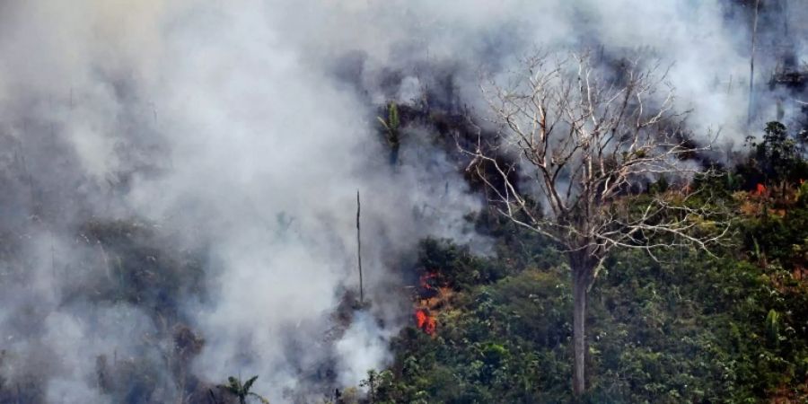 Amazonien Waldbrand