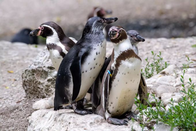 Eine Humboldt-Pinguin-Familie hält sich in ihrem Gehege im Tierpark Hellabrunn auf. Zoo-Führung über Homosexualität bei Tieren