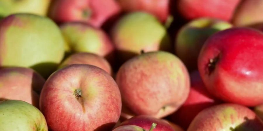 Bio-Apfel beherbergen im Vergleich zu konventionellen deutlich vielfältigere Bakteriengemeinschaften. Symbolbild: Patrick Pleul Foto: Patrick Pleul