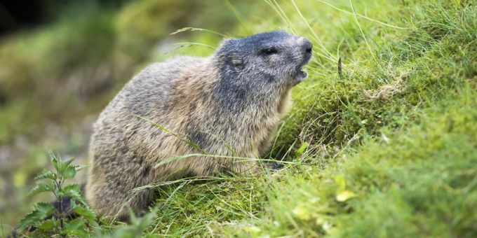 Die sieben Murmeltiere auf der Klewenalp wurden geschossen (Symbolbild). klewenalp