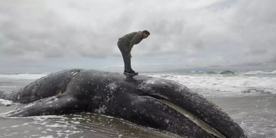 Ein Mann steht auf dem angeschwemmten Kadaver eines Grauwals am Ocean Beach. Foto: Jeff Chiu/AP