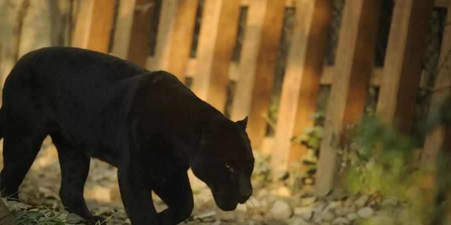 Panther