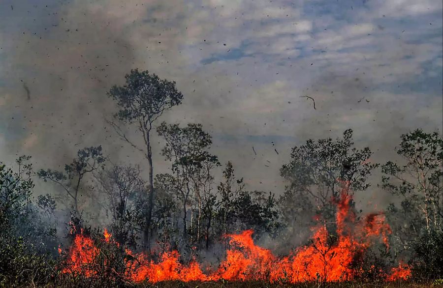 Waldbrände im Amazonas