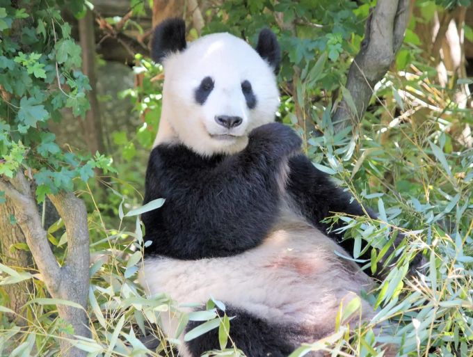 Dem jungen Albino-Panda fehlen die schwarzen Flecken im Fell. Ausserdem hat er rote Augen. Panda