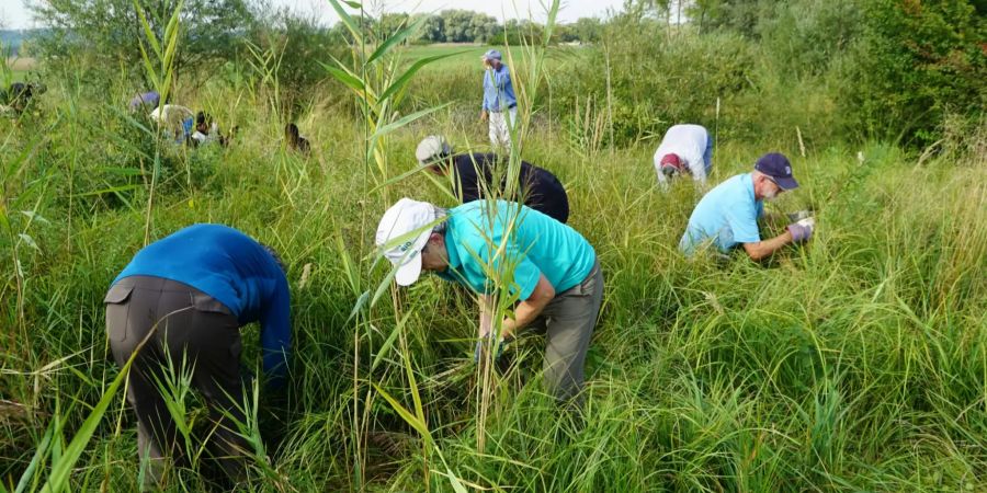 Pflegeeinsatz Naturschutzgebiet Allmend Frauenfeld