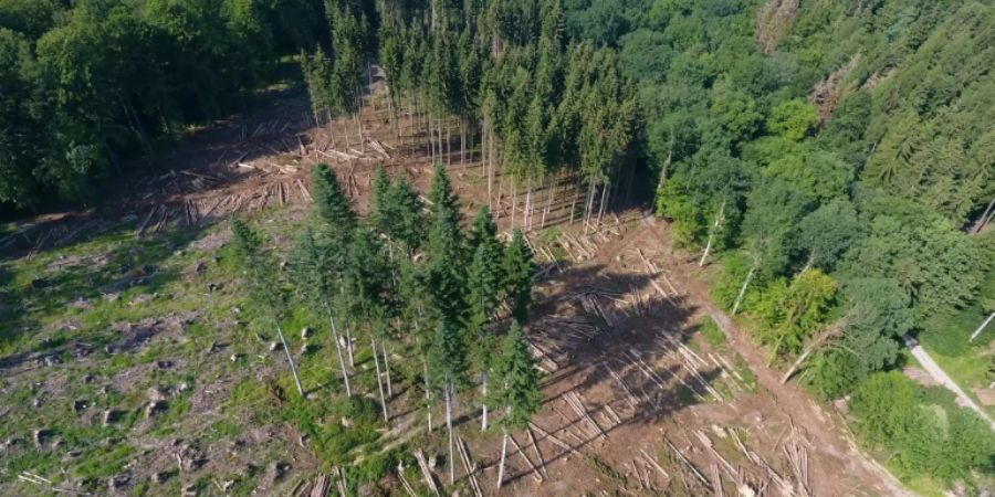 Kranker Wald im nordrhein-westfälischen Höxter
