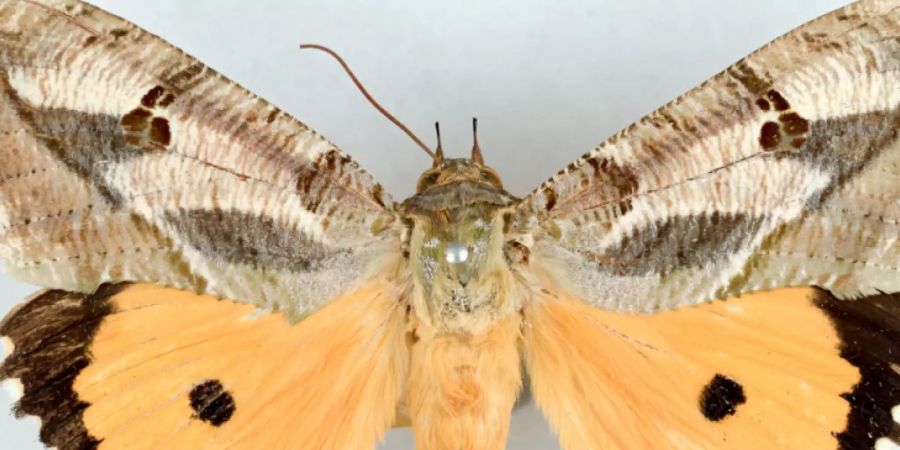 Dank Nanostrukturen ändern die vorderen Flügel der Männchen von Eudocima materna ihr Aussehen je nach Blickwinkel. Beim Flattern schillern dadurch die Flügel.