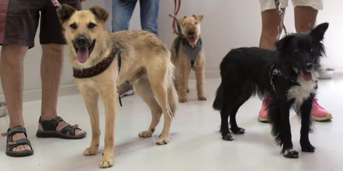 Die Anzahl aufgenommener Hunde stieg leicht an. Hunde Tierheim