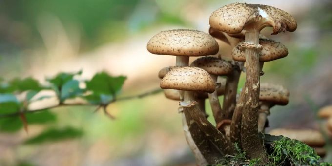 Pilzkontrolle wird in Meisterschwanden durchgeführt. Pilzkontrolle wird in Meisterschwanden durchgeführt.
