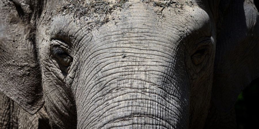 Die 67-jährige asiatische Elefantenkuh Targa im Augsburger Zoo. Targa für immer eingeschlafen.