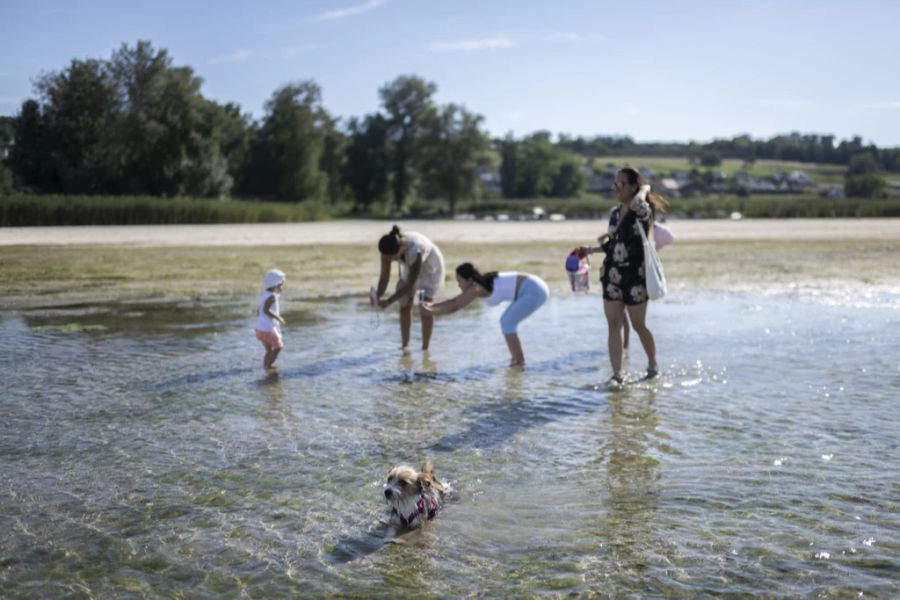 Der Bodensee litt im Sommer unter der Trockenheit. Mittlerweile hat sich das Gewässer erholt, wie Michèle Oberhänsli vom Bafu auf Anfrage von Nau.ch sagt.