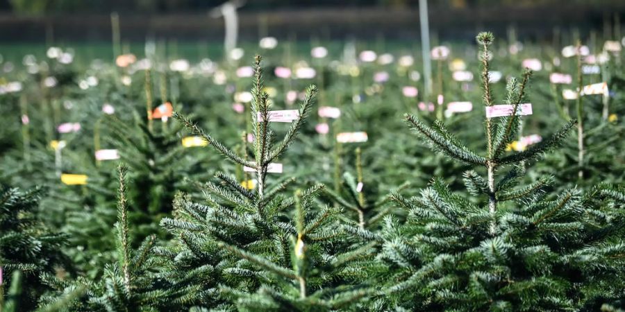 Weihnachtsbaum