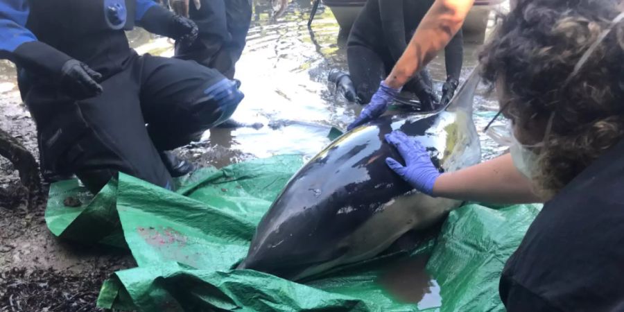 HANDOUT - Rettungskräfte der gemeinnützigen Einrichtung «British Divers Marine Life Rescue» kümmern sich um einen Delfin, der im Flachwasser einer Mündung des Flusses Mawgan Creek stecken geblieben war. Foto: Dan Jarvis/PA Media/dpa - ACHTUNG: Nur zur redaktionellen Verwendung im Zusammenhang mit der aktuellen Berichterstattung und nur mit vollständiger Nennung des vorstehenden Credits