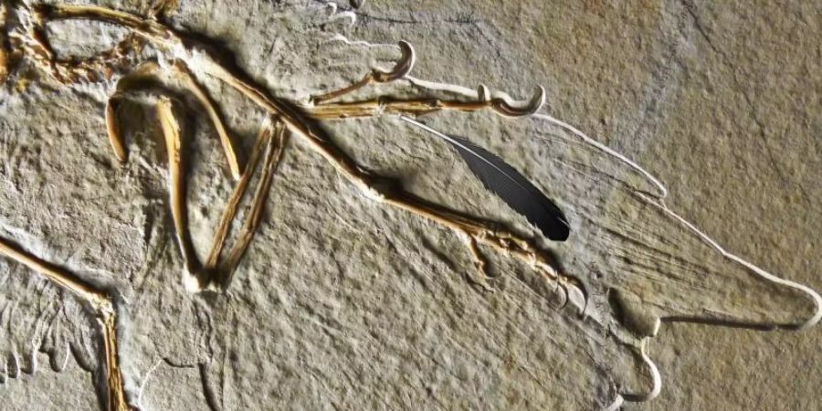Eine Feder auf der Versteinerung eines Archaeopteryx. Foto: Helmut Tischlinger & Ryan Carney/Museum fur Naturkunde/dpa